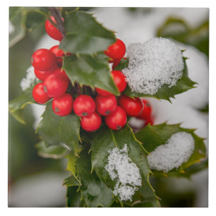Schnee und Holly Fliese