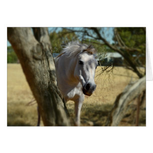 Schnee Weiß das Pferd,_