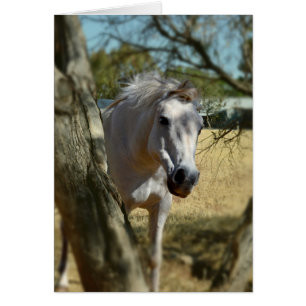 Schnee Weiß das Pferd,_