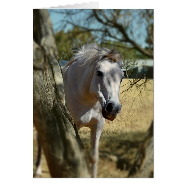 Schnee Weiß das Pferd,_ (Vorne)