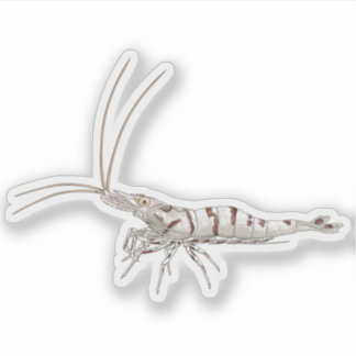 Schnee-Zebra-Garnele - Tier-Sticker-Sammlung Aufkleber