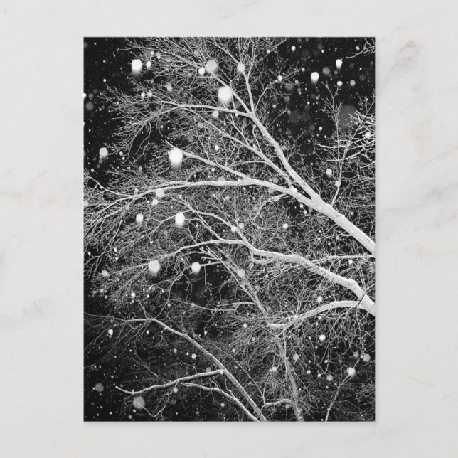 Schnee zwischen Branchen Postkarte (Vorderseite)