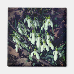 Schneeabfälle sind die ersten Blume des Frühlings Magnet