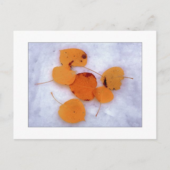 ‚Schneeaspens‘ Postkarte (Vorderseite)