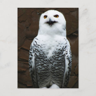 Schneeauge Postkarte