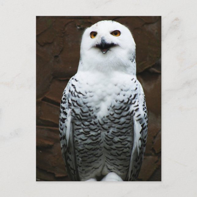 Schneeauge Postkarte (Vorderseite)