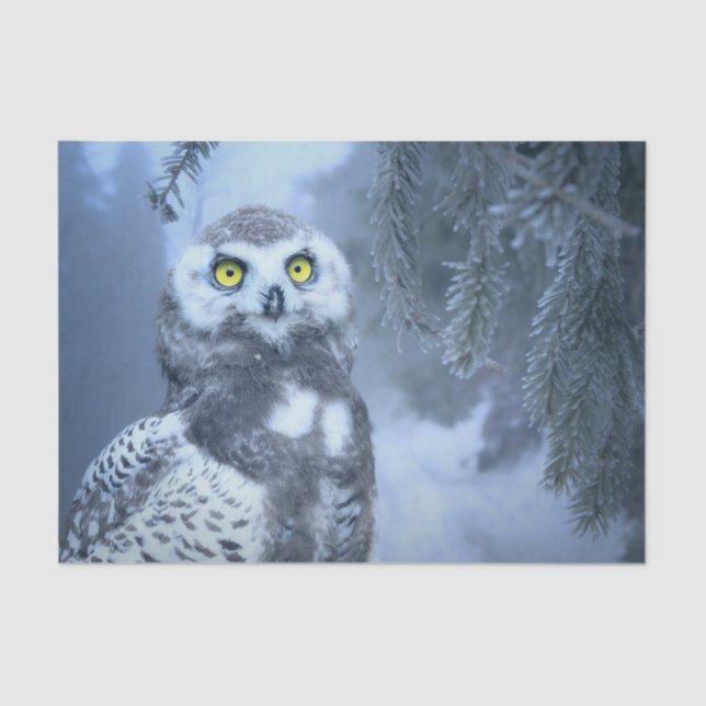 Schneeaugenpapier Seidenpapier (Vorderseite)