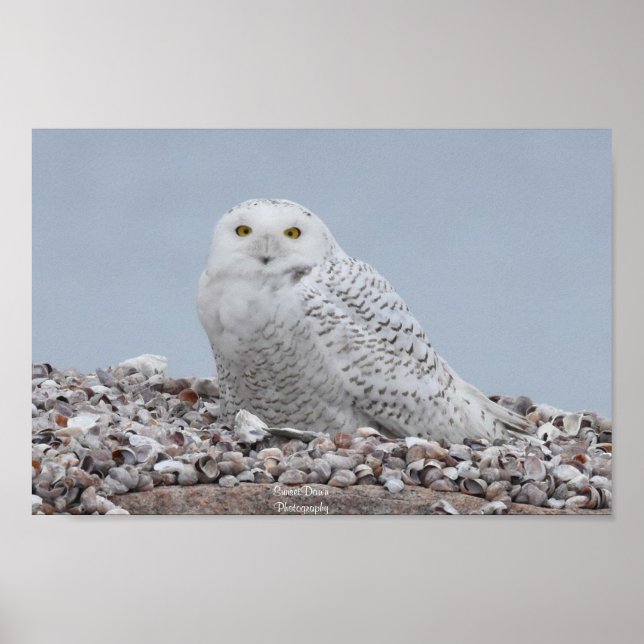 Schneeauschale auf Muscheln Poster (Vorne)