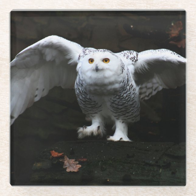 Schneeauschale mit offenem Flügel Küstenercnm Glasuntersetzer (Vorderseite)