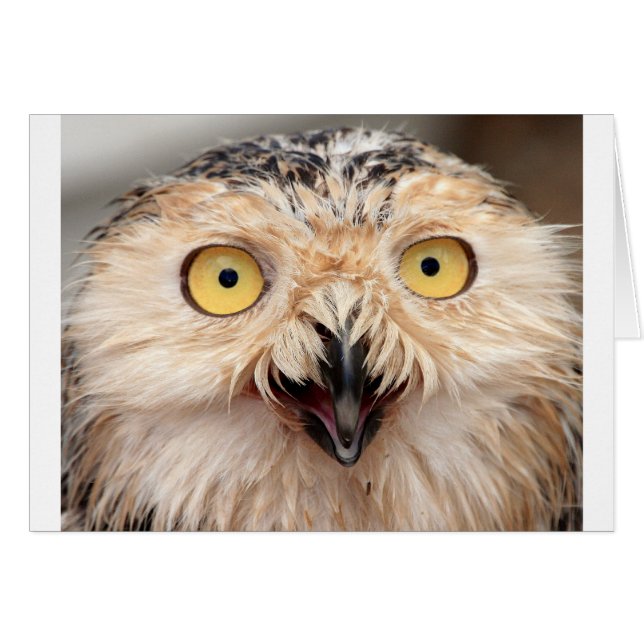 Schneeauwl (Vorderseite (Horizontal))