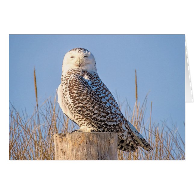 Schneeauwl (Vorderseite (Horizontal))