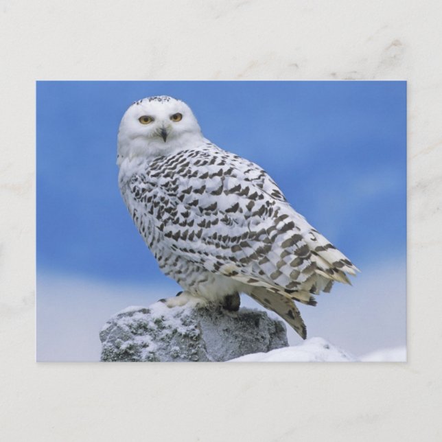 Schneeauwl (Bubo scandiacus) Postkarte (Vorderseite)