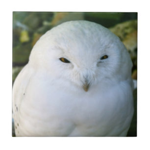 Schneeauwl Fliese