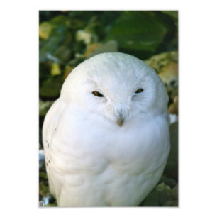 Schneeauwl Fotodruck