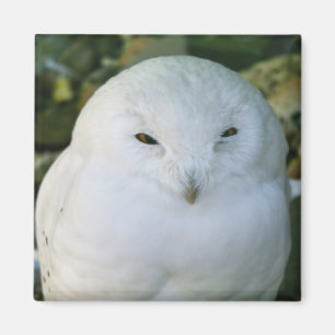 Schneeauwl Magnet