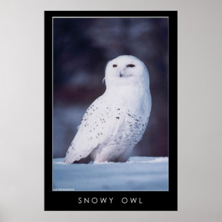 Schneeauwl Poster