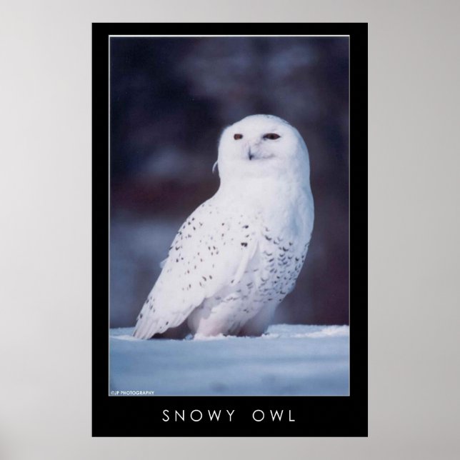 Schneeauwl Poster (Vorne)