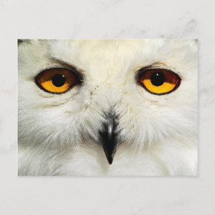 Schneeauwl Postkarte