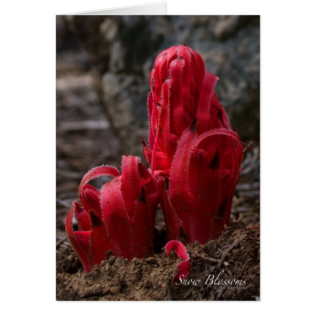 Schneeballkarte (Vorne)