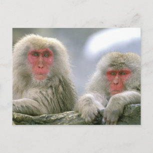 Schneeballkuchen, japanischer Macaque, Postkarte