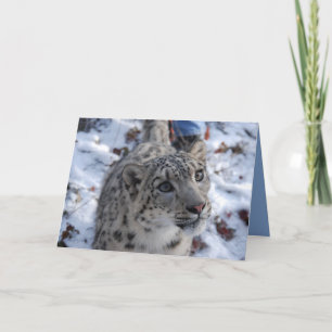Schneeballleopard-Blankekarte Karte