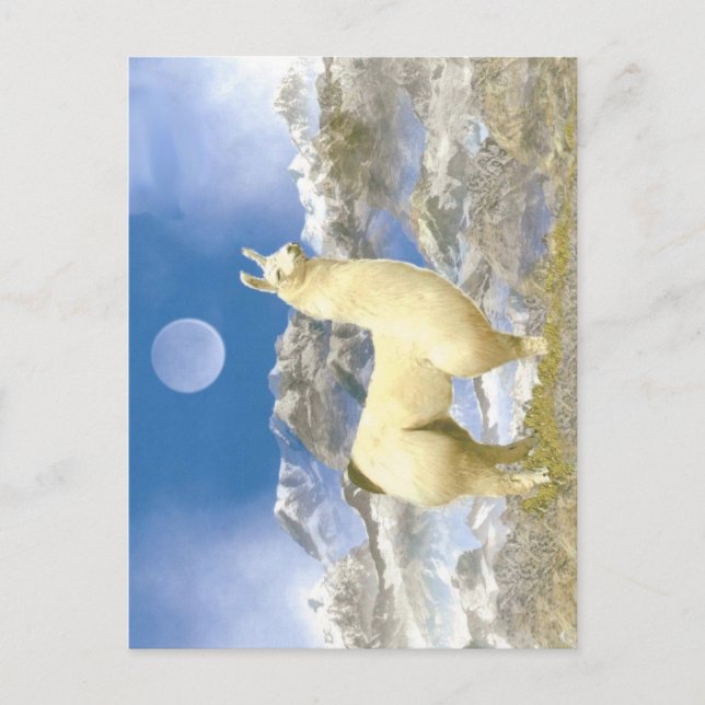 Schneebär Postkarte (Vorderseite)