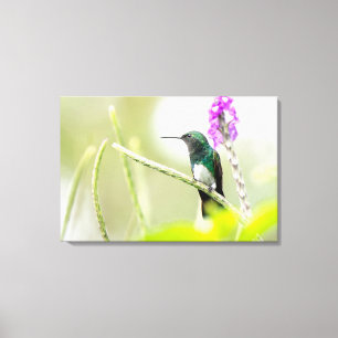 Schneebauchkolibri im Regenwald Leinwanddruck