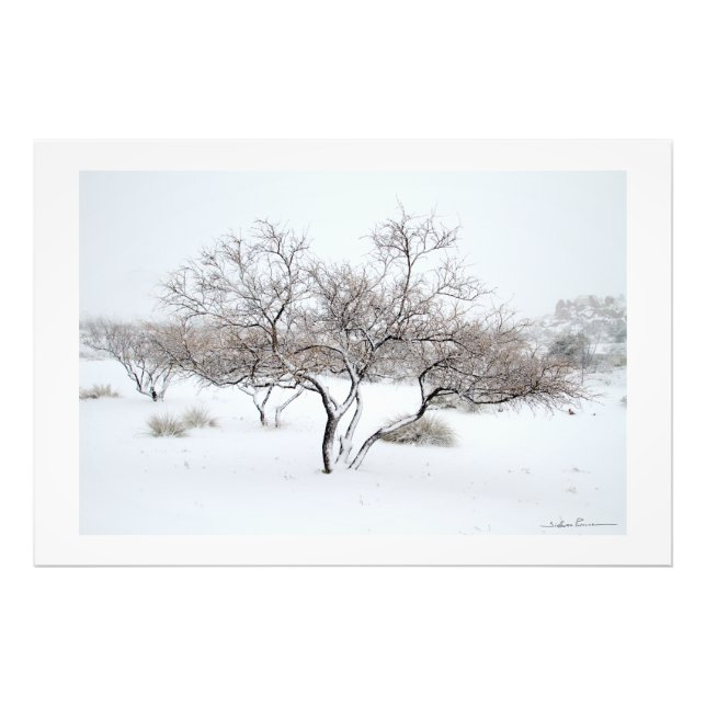 Schneebaum von Sidharta Pascual Fotodruck (Vorne)