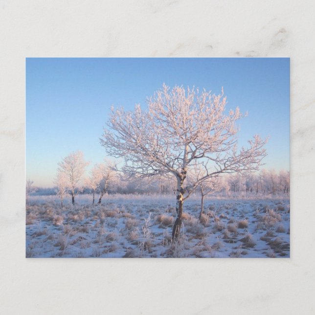 Schneebäume Postkarte (Vorderseite)
