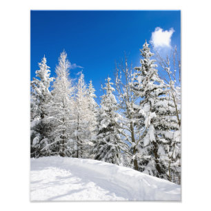 Schneebäume unter einem klaren Foto des blauen