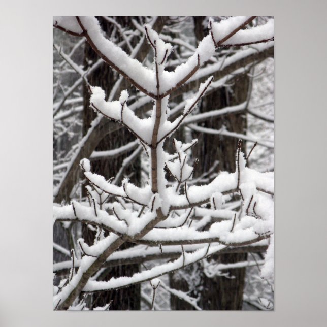 Schneebedeckte Äste Poster (Vorne)