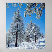 Schneebedeckte Bäume in den Lagunen