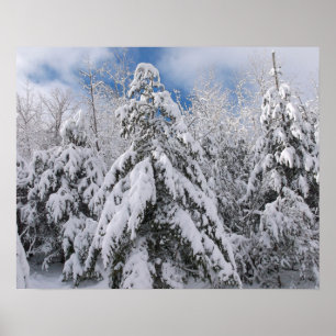 Schneebedeckte Bäume Poster