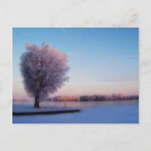 Schneebedeckte Bäume Postkarte