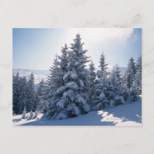 Schneebedeckte Bäume und Berge Postkarte