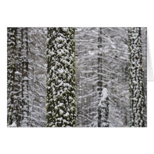 Schneebedeckte Baumstämme im Yosemite-Tal -