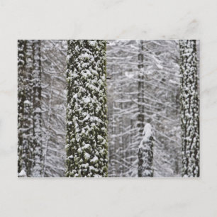 Schneebedeckte Baumstämme im Yosemite-Tal - Postkarte