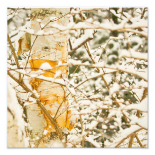 Schneebedeckte Birke Fotodruck