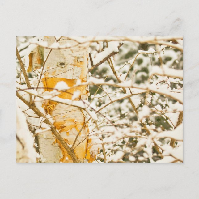 Schneebedeckte Birke Postkarte (Vorderseite)