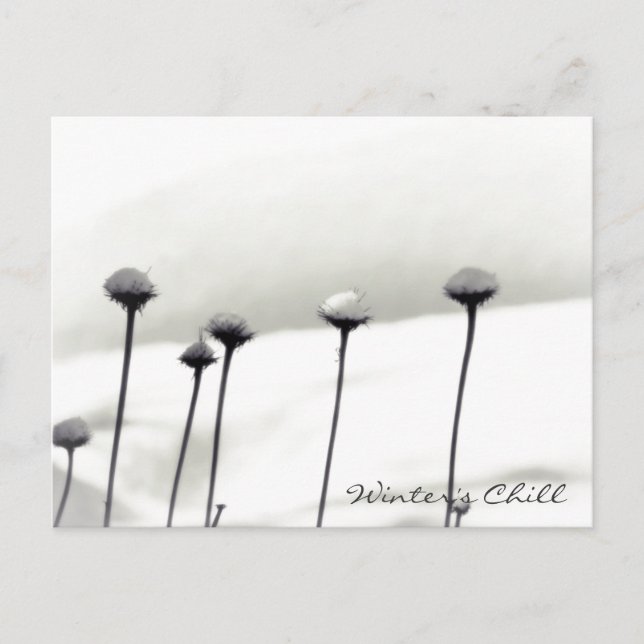 Schneebedeckte Blume Postkarte (Vorderseite)