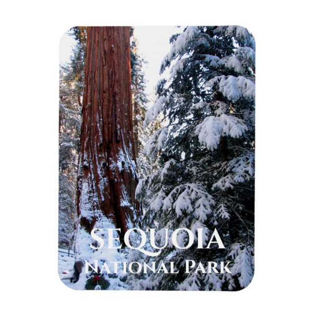 Schneebedeckte Boughs Winter Sequoia Nationalpark Magnet (Vertikal)