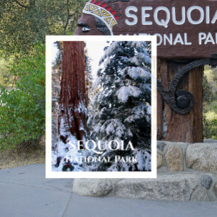 Schneebedeckte Boughs Winter Sequoia Nationalpark Postkarte