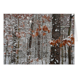 Schneebedeckte Eichenbäume Winternaturfotografie