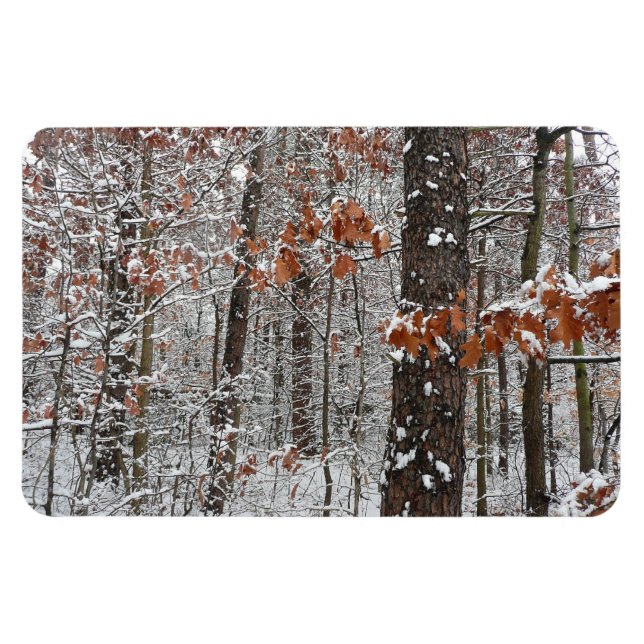 Schneebedeckte Eichenbäume Winternaturfotografie Magnet (Horizontal)