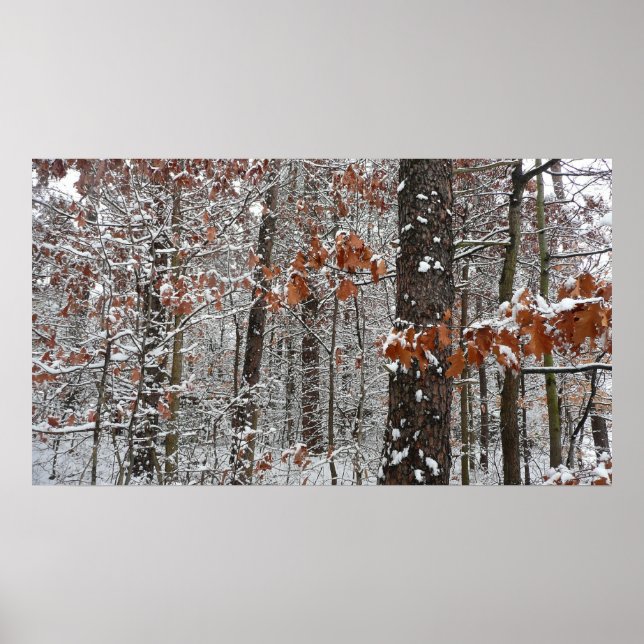 Schneebedeckte Eichenbäume Winternaturfotografie Poster (Vorne)