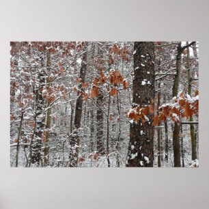 Schneebedeckte Eichenbäume Winternaturfotografie Poster