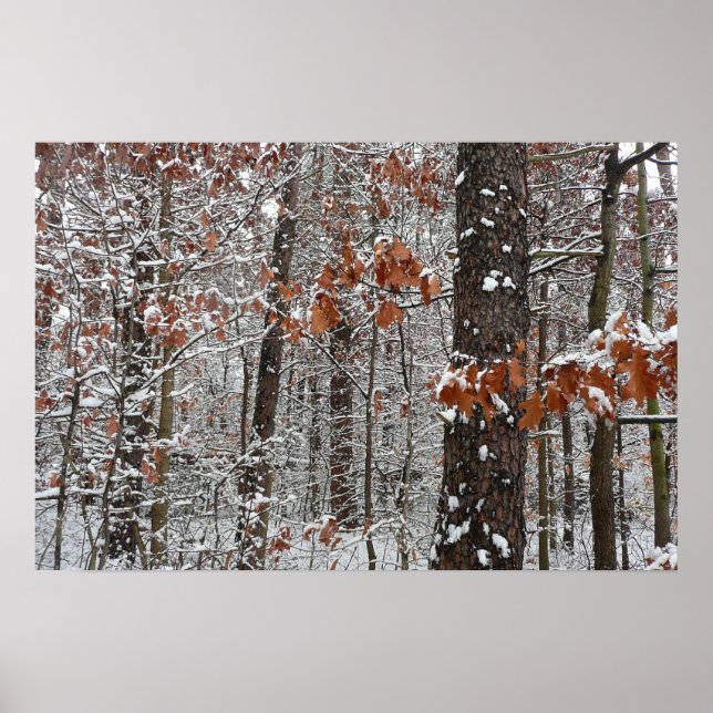 Schneebedeckte Eichenbäume Winternaturfotografie Poster (Vorne)