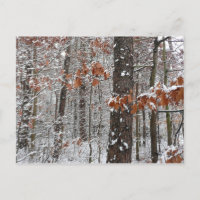 Schneebedeckte Eichenbäume Winternaturfotografie