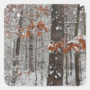 Schneebedeckte Eichenbäume Winternaturfotografie Quadratischer Aufkleber