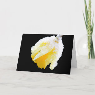Schneebedeckte gelbe Narzisse Früher Frühling Blan Karte